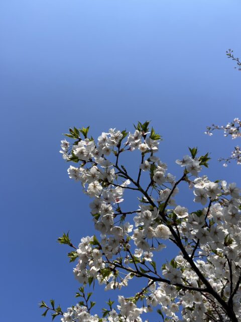 桜と青空