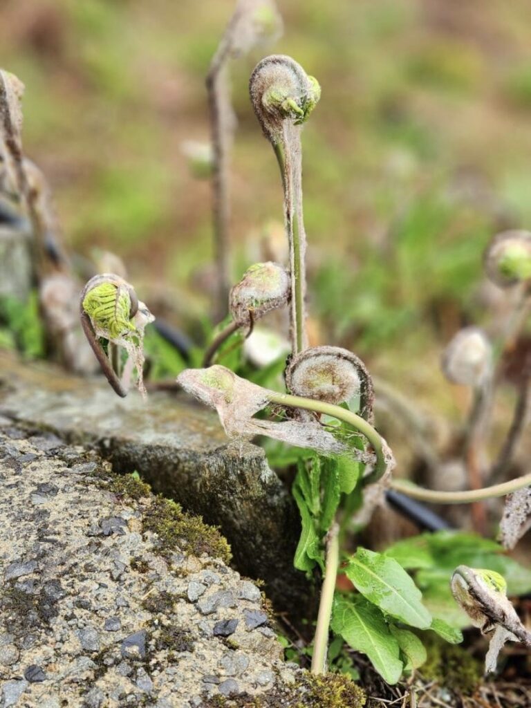 ぜんまいの写真