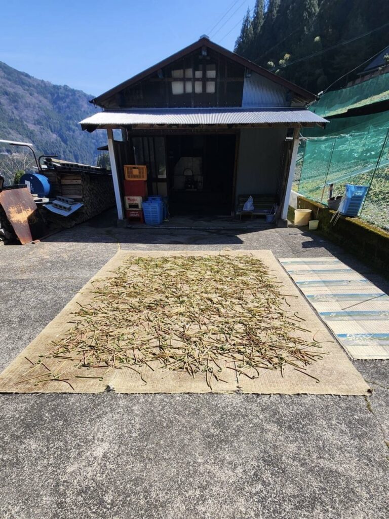 収穫したぜんまいを干している風景