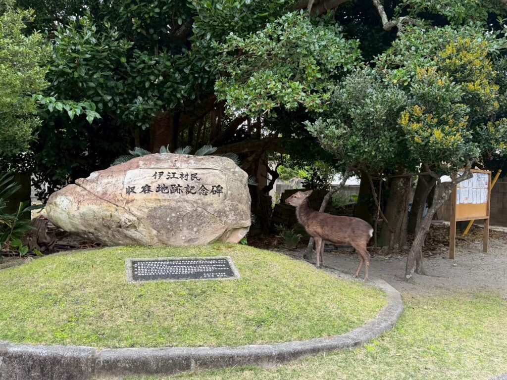 ケラマジカ