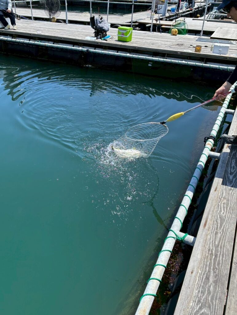 釣れたシマアジを網で確保する様子